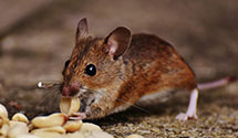 24 Hour & Emergency Exterminators in Lk Nacimiento, CA